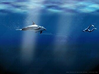 Dolphins Wallpaper