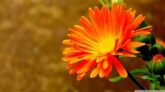 Wallpaper Flower Orange Flowers Image