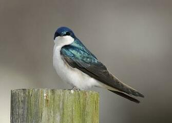 Wallpaper Pictures Of Original Nature Image For High
