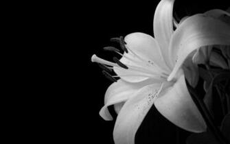 Black And White Wallpaper HD High