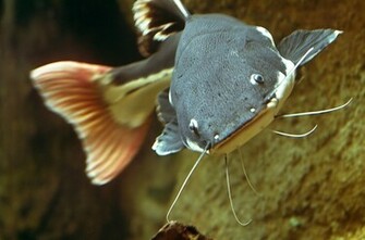 Catfish Wallpaper Pet And Animals
