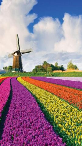 Best Tulip Fields Of Netherlands iPhone HD Wallpaper