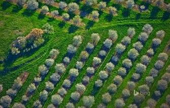 Mason County Michigan Usa The Cherry Orchard Trees Spring Grass