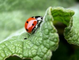 Enjoy Beautiful 3d Wallpaper In High Resolution And HD Here Is The