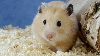 Hamsters Achtergronden Dieren HD Hamster Wallpaper Foto Jpg