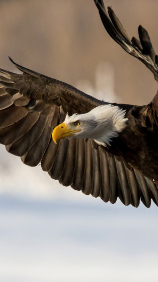 Eagle Wallpaper For iPhone Pro Max X
