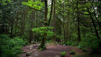 Wide Forest Wallpaper For From Below