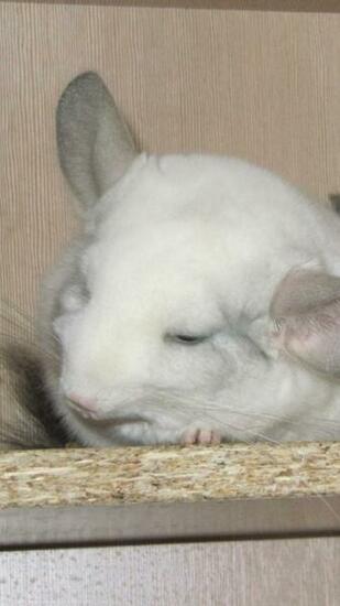Wallpaper Chinchilla Couple Dream