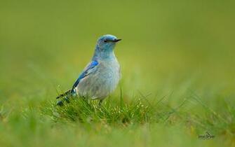 Colorful Bird Microsoft Official Wallpaper Animal