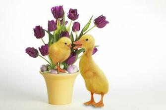 Easter Quackers Wallpaper HD