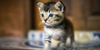 When Do Kittens Start Walking Daily Paws