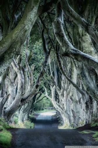 Dark Hedges Northern Ireland 4k HD Desktop Wallpaper For