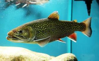 Brook Trout Aquarium Photo And Wallpaper Cute