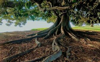 Wallpaper Tree Trunk Roots HD Picture Image
