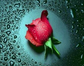 Valentines Day Roses Beautiful Valentine Red Wallpaper