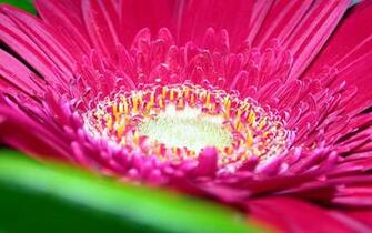 Pink Daisy Flower Wallpaper HD