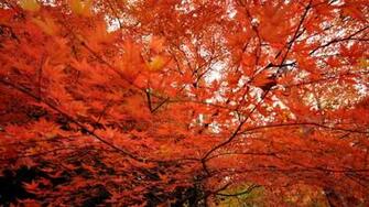 Japanese Maple Trees Mac Wallpaper