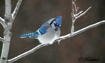 Blue Jay Computer Wallpaper Desktop Background