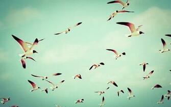 Birds Flying Wallpaper High Resolution Nature