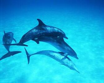 Dolphin Wallpaper Hq Taste
