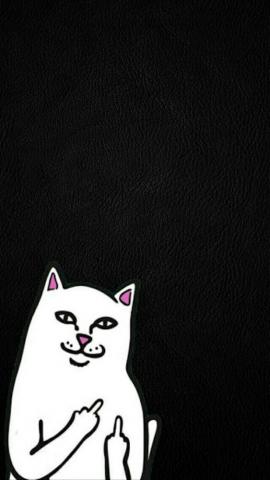 Zumiez Cat Wallpaper