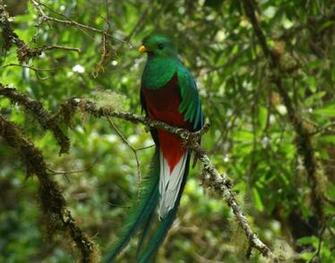 Related Wallpaper Resplendent Quetzal Pharomachrus Mocinno Male