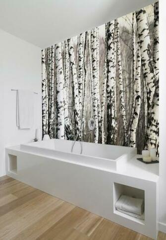 Black White Birch Tree Wallpaper Murals Inspirations
