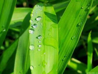 Leaf Wallpaper Green