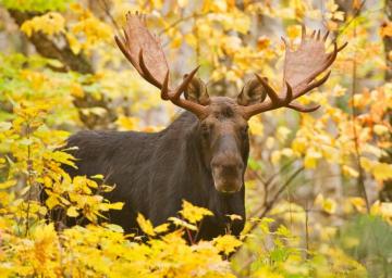 Bull Moose In Yellow