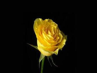 Yellow Rose Wallpaper