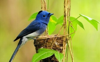 Mountain Bluebird Wallpaper