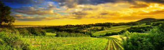 Hills Of Vienna