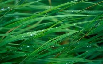 Apple Default Green Grass Blades Desktop Wallpaper Uploaded By