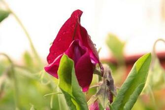 Sweet Pea Flower Wallpaper By