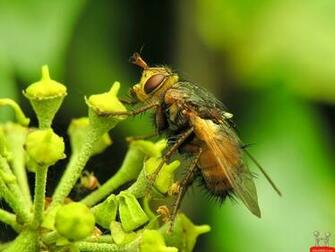 Superb Honey Bee HD Wallpaper E Entertainment
