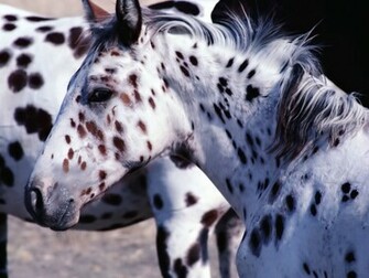Horse Wallpaper