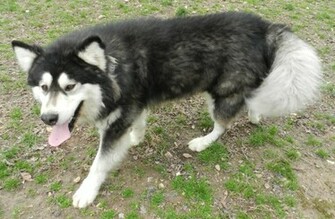 Malamute Wallpaper