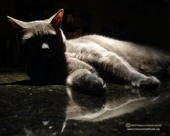 Awesome Cat Background Cool Wallpaper