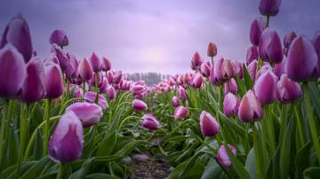 Desktop Wallpaper Flowers Blossom Pink Tulips Farm HD Image