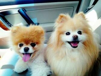 Animals Dogs Pets Pomeranian Boo Wallpaper