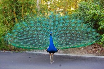 Bird Wallpaper Birds Cute Peacock HD