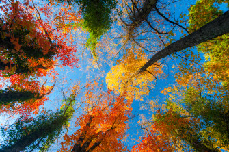 Fall HD Wallpaper And Background