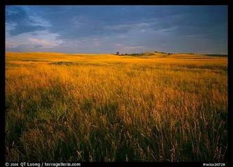Tall Prairie Grass And Dark Sky At Bison Flats Early Morning Wind