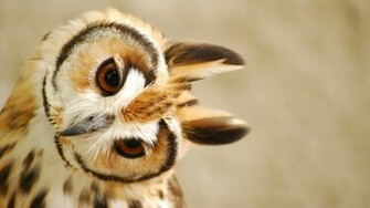 Cute Owl Wallpaper Pictures