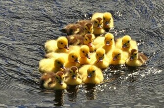 Wallpaper U Cute Beautiful Baby Ducks HD
