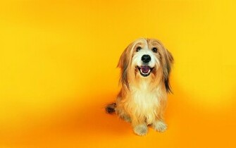 Fun Dog Wallpaper Dogs
