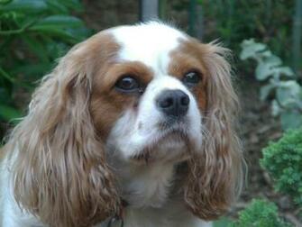 Cavalier King Charles Spaniel Wallpaper Driverlayer Search Engine