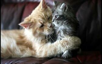 Beautiful Cat And Kitten Cats Wallpaper