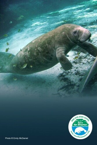 Manatee Desktop Wallpaper