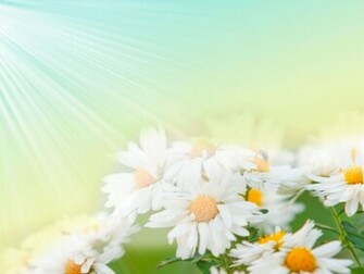 Flower Wallpaper Beautiful For